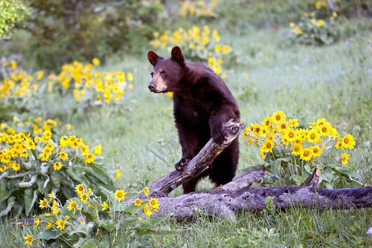 L'ours noir, qu'on nomme aussi "baribal" peuple le parc