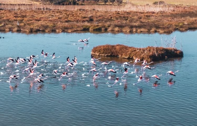 Flamands roses et hérons viennent dans les salines de Formentera