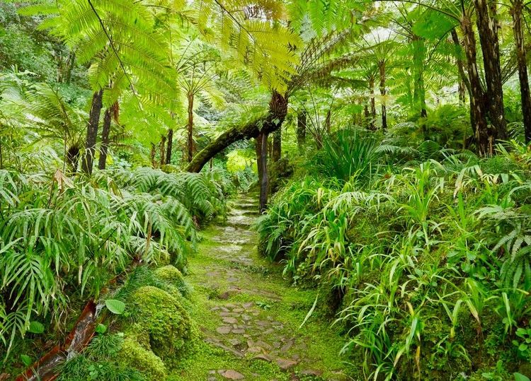A l'évidence, le parc s'inspire des forêts tropicales