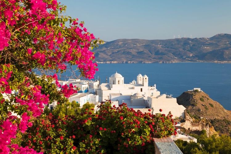 Les bougainvilliers en fleurs de la vieille ville blanche de Plaka, ile de Milos