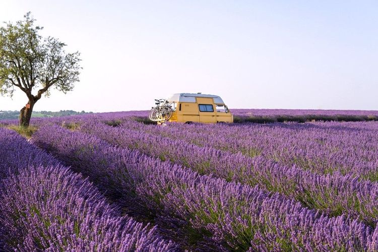 Van dans la lavande, en été