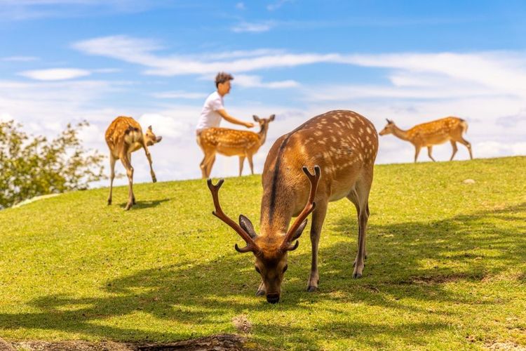Le nourrissage des cervidés, une tradition du parc de Nara