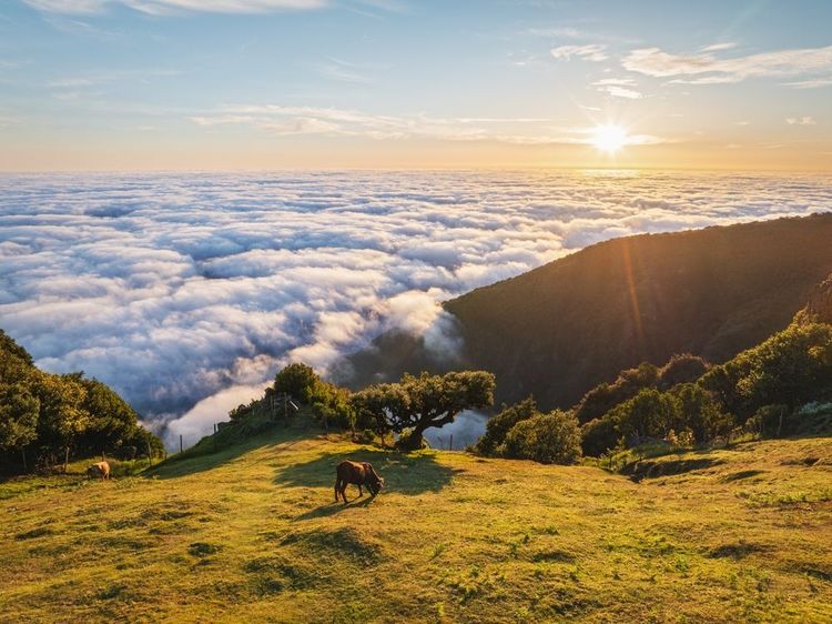 montagne Fanal, île de Madère, Portugal