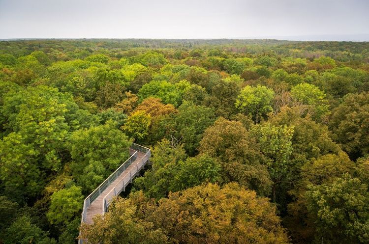 Parc national du Hainich, Allemagne