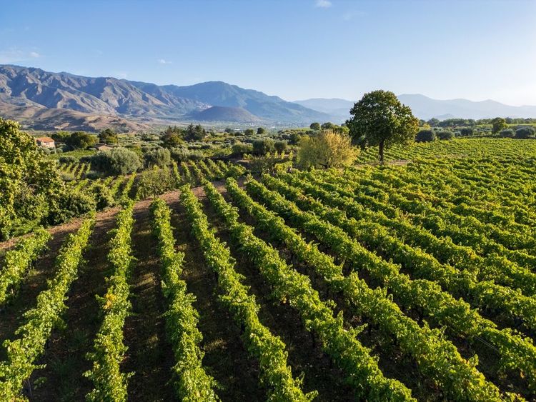 Paysage viticole pittoresque en Sicile, Italie.