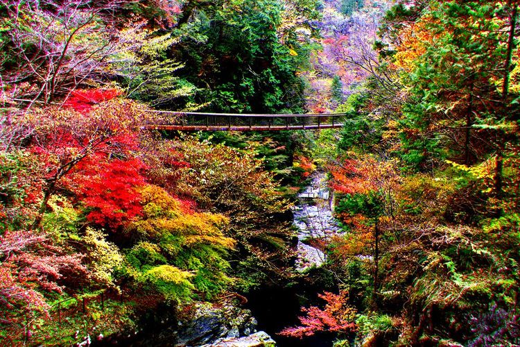 Point suspendu dans la vallée de Mitarai, à Tenkawa-mura, à l'automne