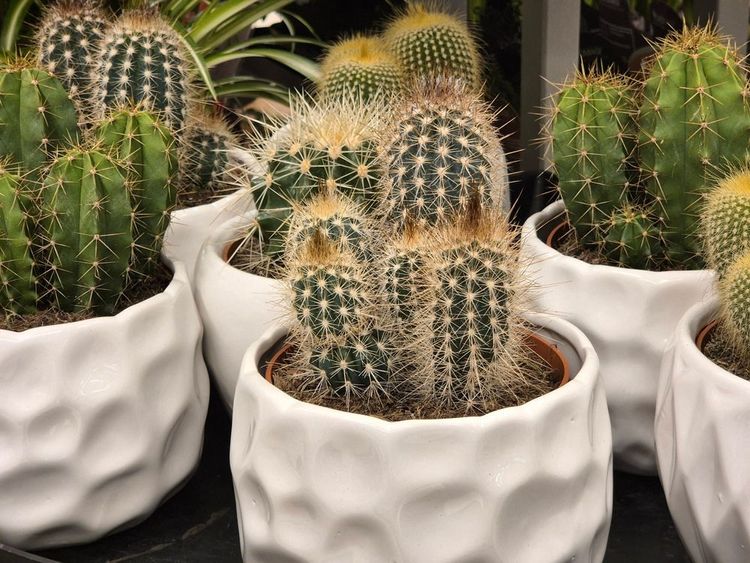 Une variété de cactus en pots,