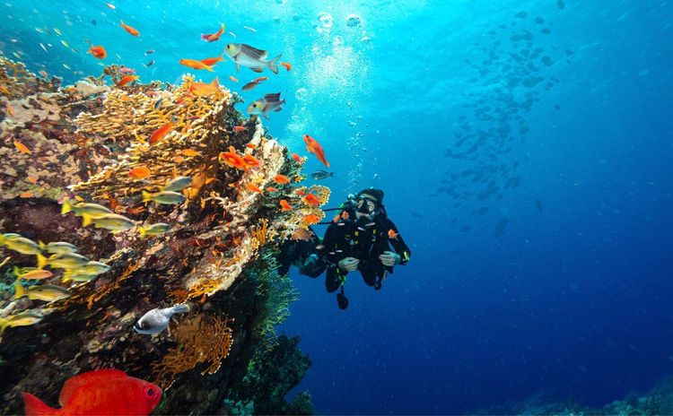 Le récif coralien est riche d'une faune aquatique qui vient s'y nourrir