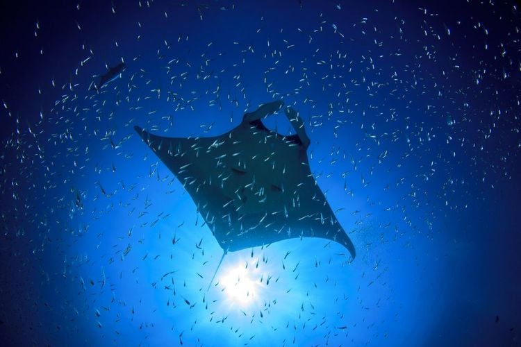 Manta Ray