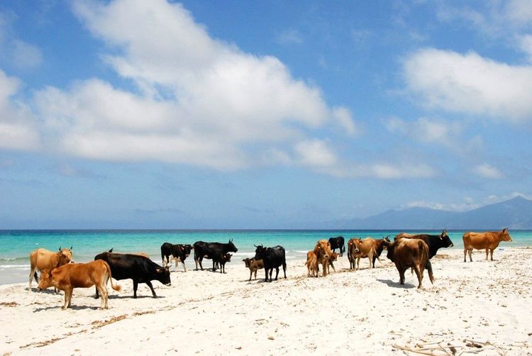 Vaches en vadrouille sur la plage de Saleccia, dans le Désert des Agriates, Corse du Nord
