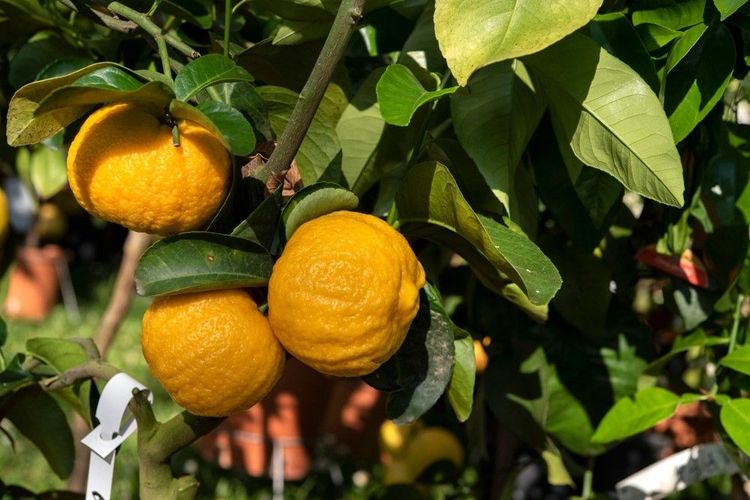 Le pompia, un agrume exclusivement cultivé à Siniscola