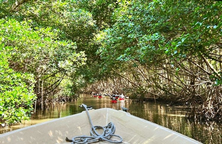 Excursion en kayak dans la mangrove martiniquaise