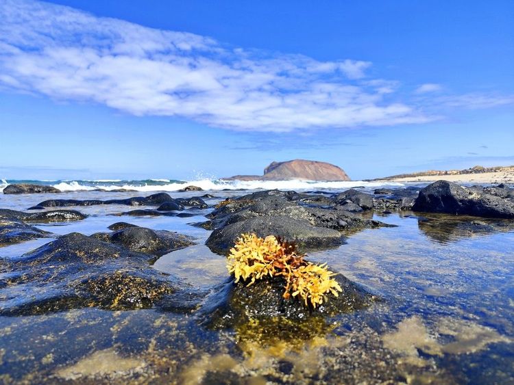  Algues dorées en fleurs sur un rocher volcanique à La Graciosa