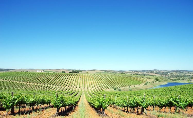 Les vins de l’Alentejo, des vignes entre montagnes et océan Atlantique