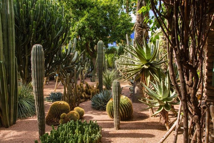 Jardin botanique / Jardin Majorelle à Marrakech