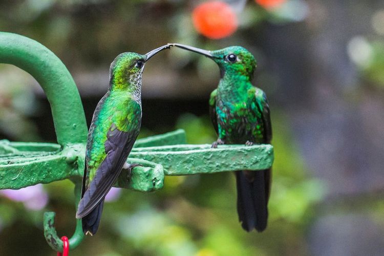 Les colibris viennent se régaler en ville où des abreuvoirs sont faits pour eux