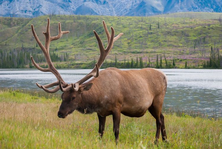 Un wapiti débonaire dans le parc