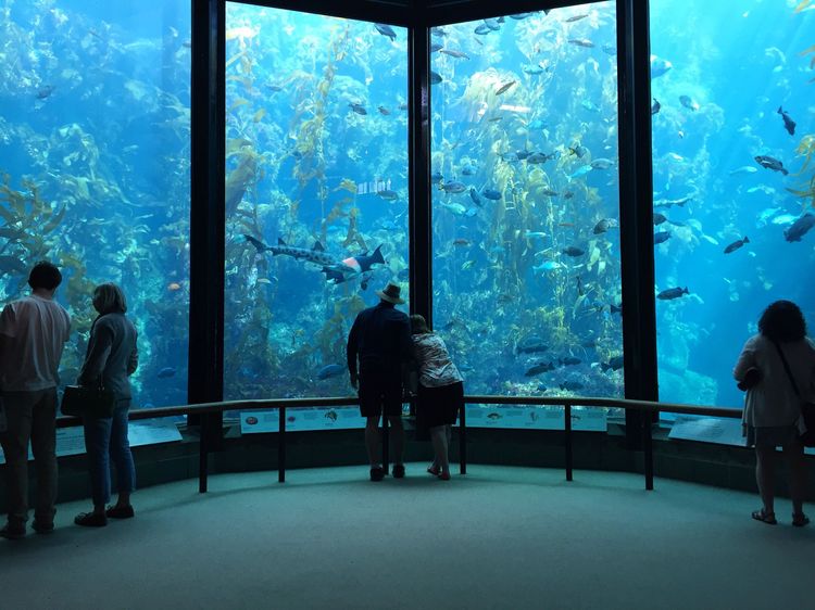 Des visiteurs observant les poissons de l'aquarium