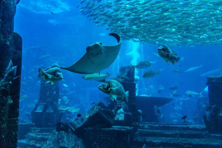 Discover underwater life at the Dubai Aquarium