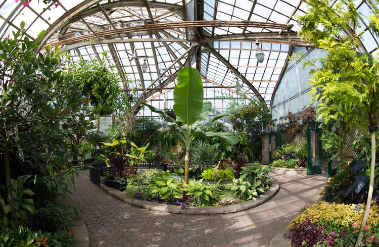 Serra tropicale del Giardino Botanico Lincoln di Chicago