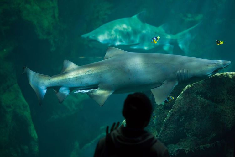 Un enfant rencontre les requins à l’aquarium de La Rochelle