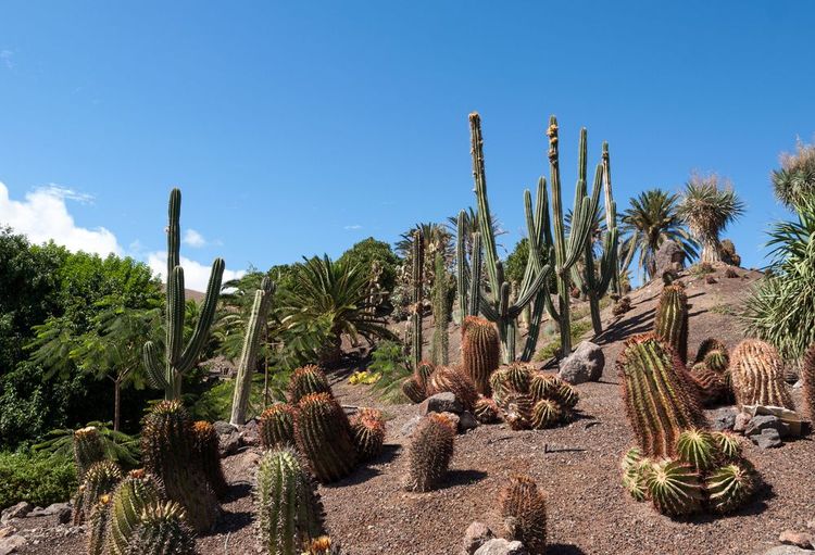 Tenerife, Iles Canaries, Espagne