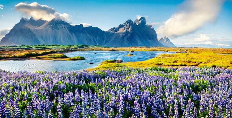 Un champ de lupins sauvages en Islande.