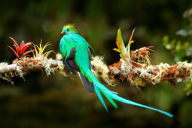 Le quetzal, oiseau de paradis qu'on ne rencontre que dans la canopée du Costa Rica, du Mexique et du Guatemala