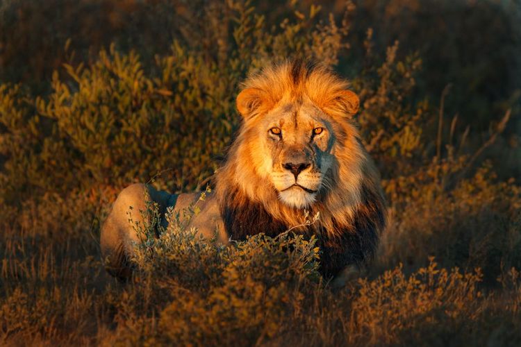 Auf Tuchfühlung mit den "big five" der Serengeti