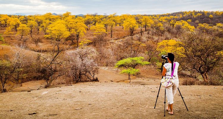 la forêt de Mangahurco, un bonheur pour les photographes en cette saison