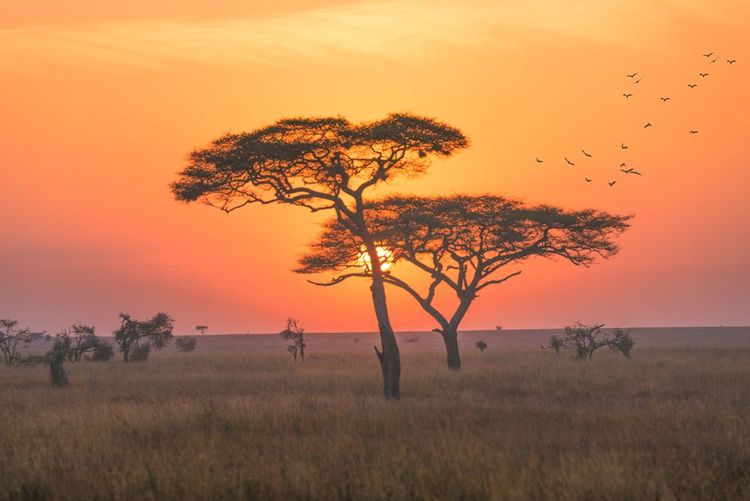 Birdwatching, gli uccelli da scoprire durante un safari in Tanzania