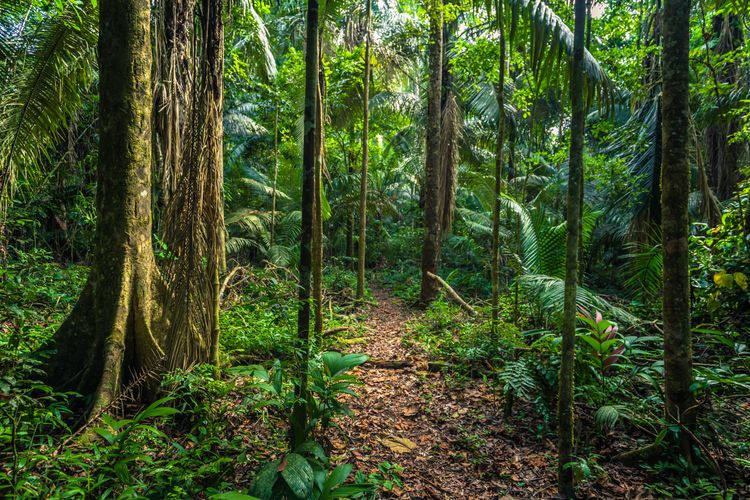 La jungle amazonienne dans le parc national de Manu au Pérou
