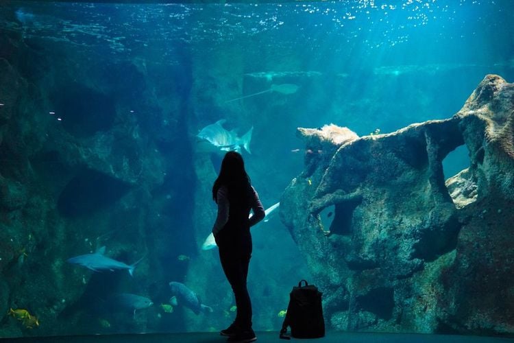 Une femme observant les poissons à l’aquarium de La Rochelle
