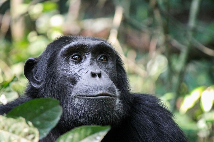 Sur les traces des chimpanzés dans le parc national de Gombe en Tanzanie