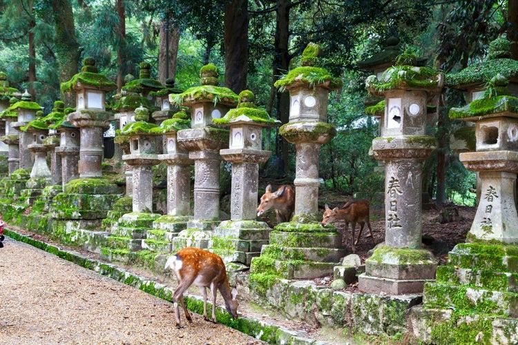 Les faons et leur mère ont élu domicine autour des sanctuaires du parc