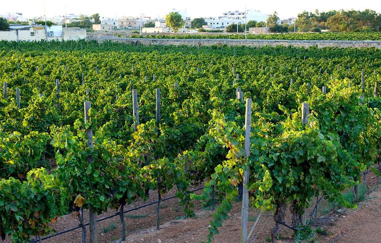 Le vignoble maltais