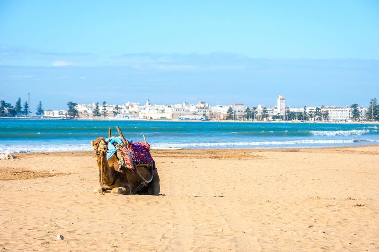 Évasion à la plage d'Essaouira, un paradis pour les amateurs d'animation et d'espace