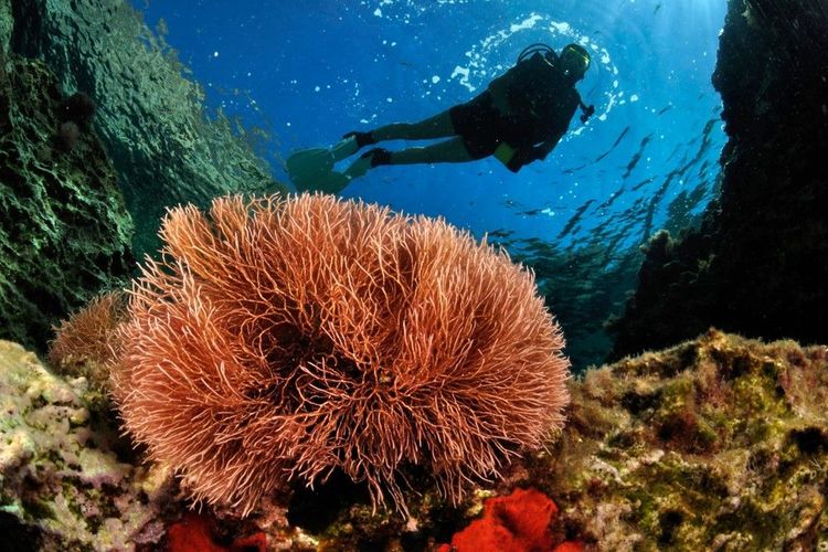 Plongée pour découvrir la flore sous-marine de Paros