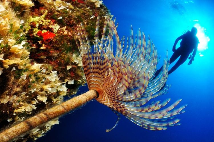L'étonnante flore sous-marine des Cyclades se rencontre à Milos