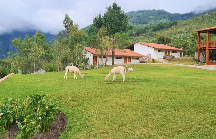 Alpacas en el recinto del Hotel Gocta, Perú