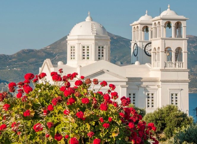 Formidable arbuste de geranium à Milos