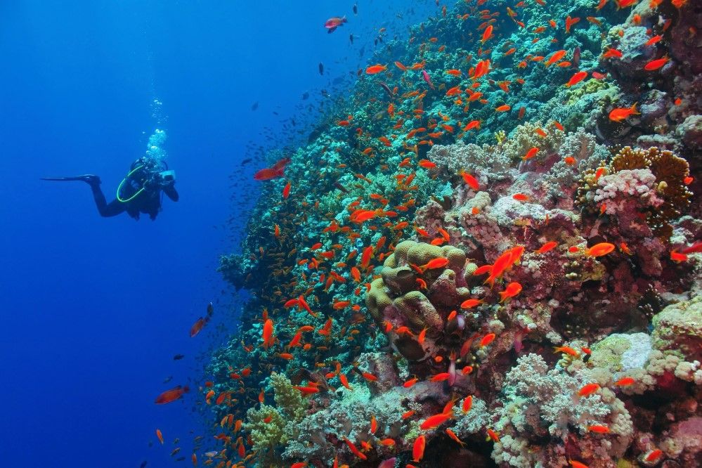 Book your underwater excursion in Aqaba!