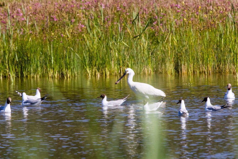 Book an outing with a guide to the Marquenterre ornithological park.