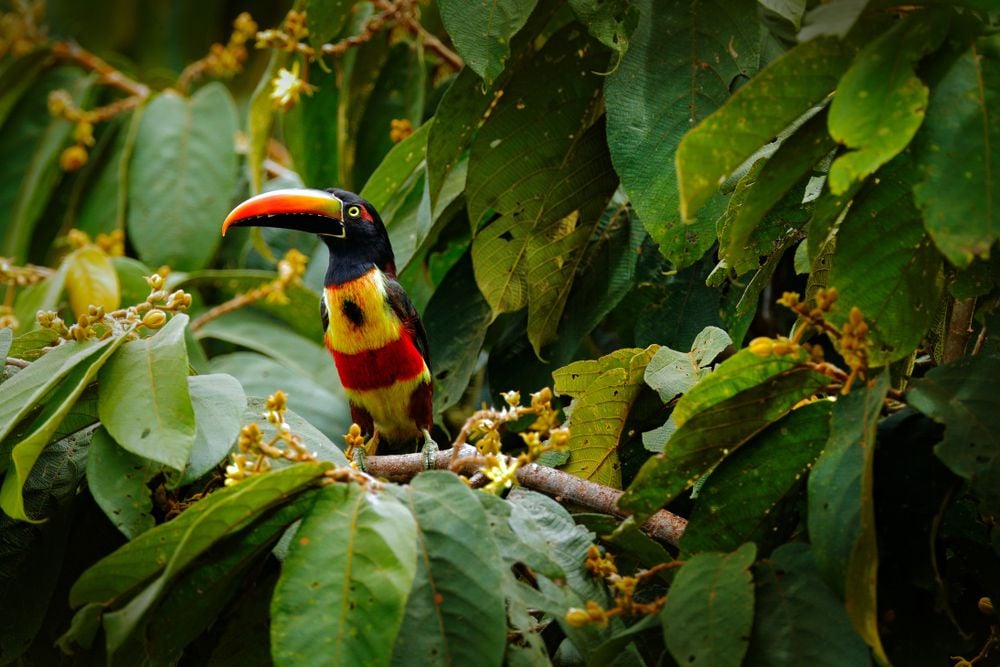 Chilamate Rainforest Eco-Retreat