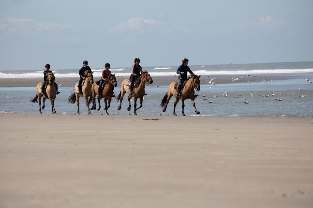 Buchen Sie Ihren Ausritt am Strand von Le Touquet!