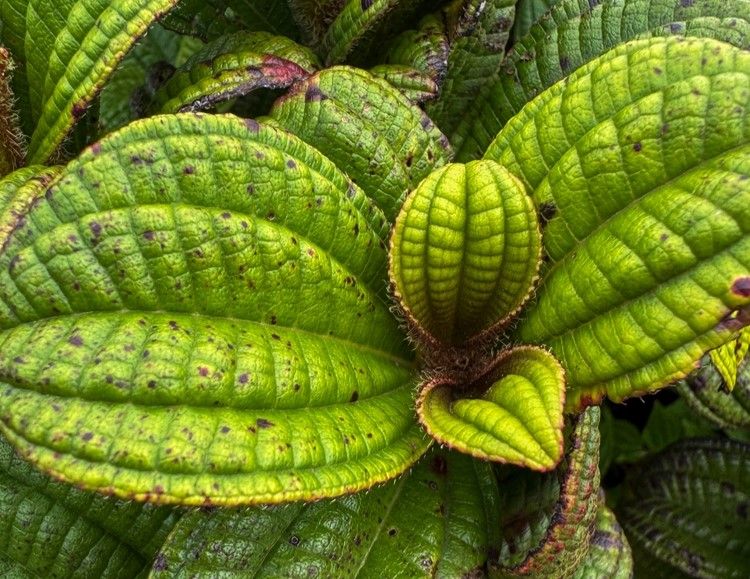 Plante endémique de la montagne Pelée