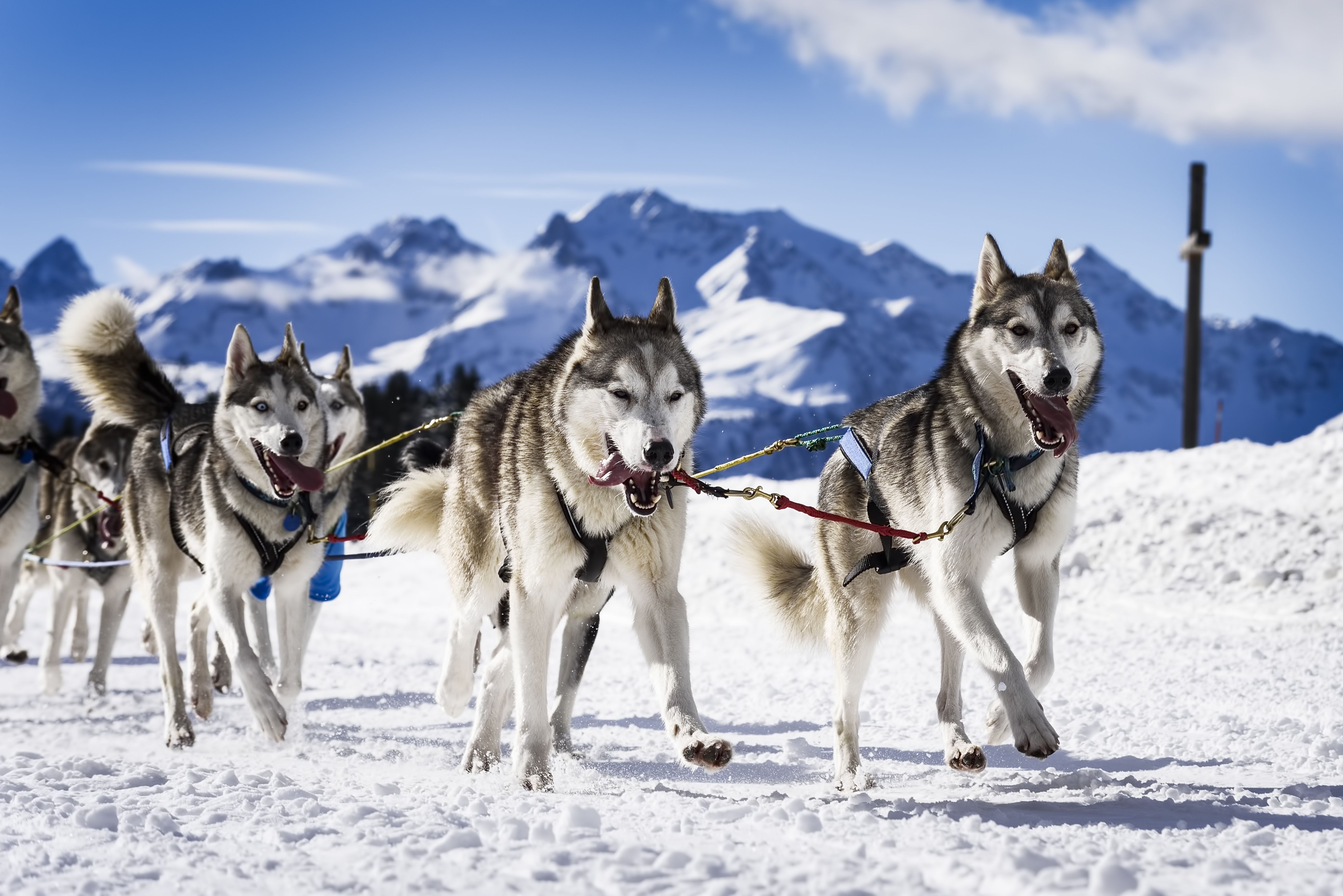 4 endroits où faire du chien de traîneau dans les Alpes françaises