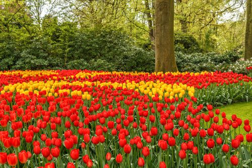 Près d'Amsterdam, ce parc floral bucolique semble tout droit sorti de Charlie et la Chocolaterie 