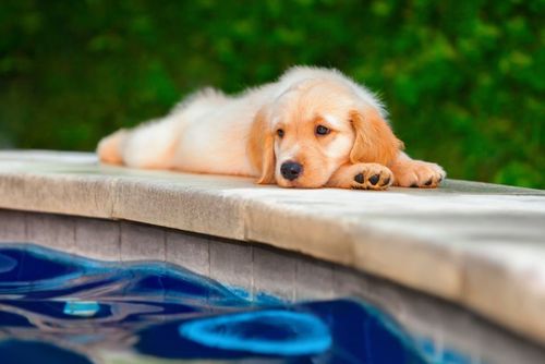 Cet hôtel de Bali vous propose de caresser des chiots au bord de la piscine