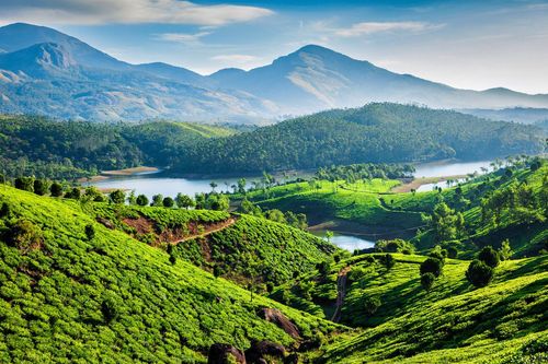 Champs de thé, montagnes, éléphants... cette région de l'Inde offre des paysages spectaculaires
